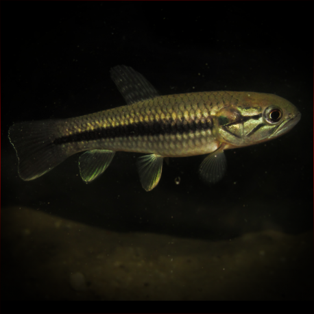 Hoplerythrinus Unitaeniatus