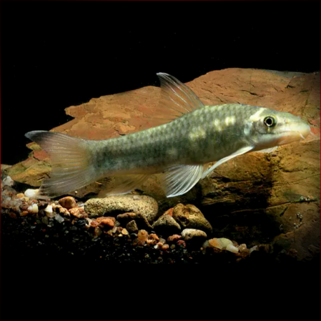 Garra Rakhinica