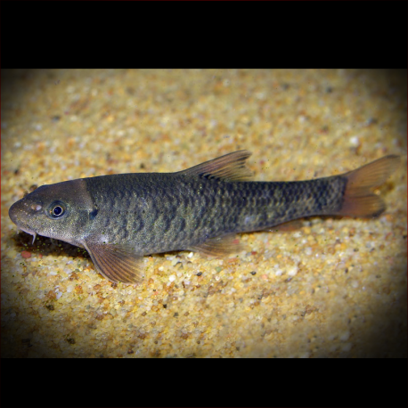 Garra Rufa - fishywiki