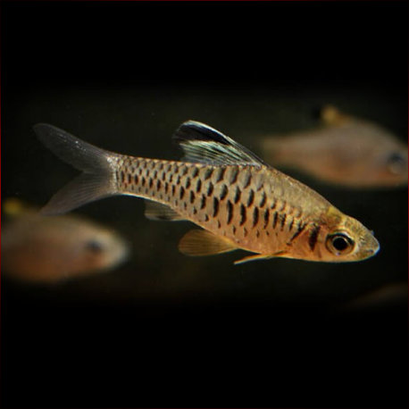 Oreichthys Cosuatis