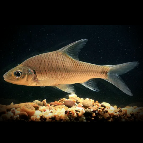 Cyclocheilichthys Repasson