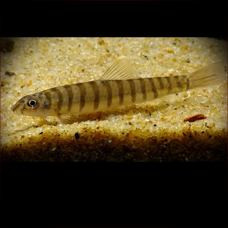 Schistura Sp. 3