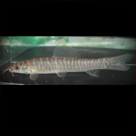 Nemacheilus Platiceps