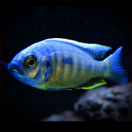 Copadichromis Chrysonotus