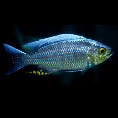 Copadichromis Ilesi