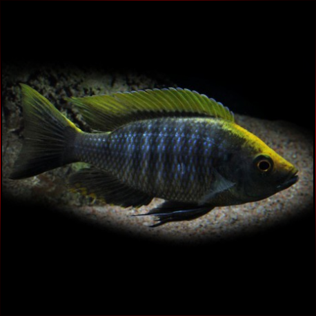 Copadichromis Virginalis