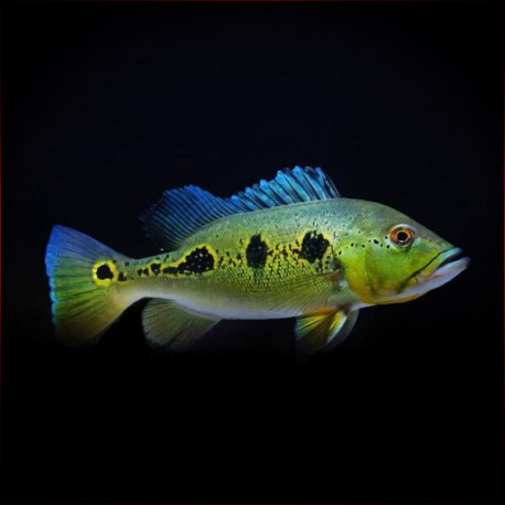 Cichla Orinocensis