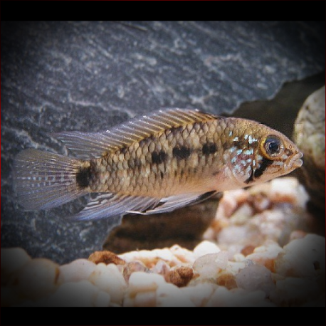 Apistogramma Commbrae