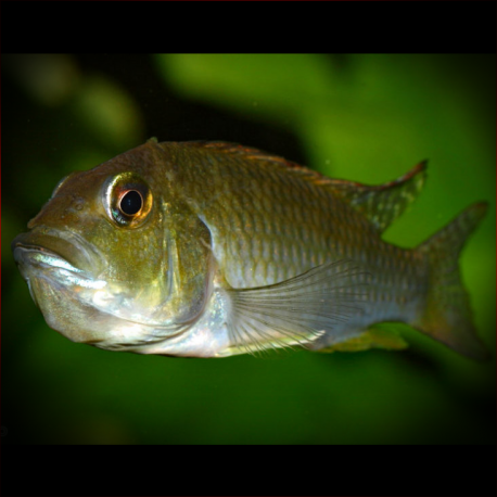 Ctenochromis Polli