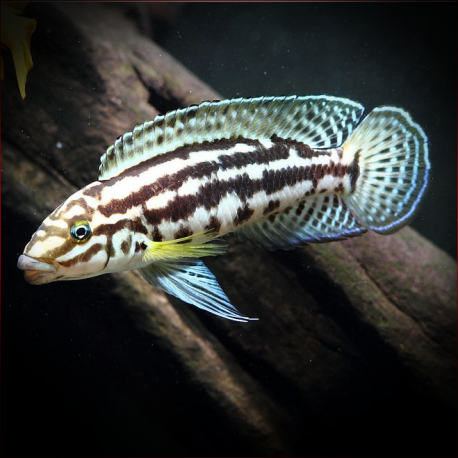 Julidochromis Marlieri