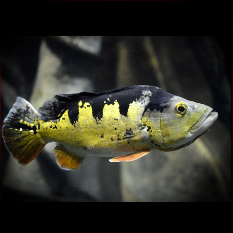 Cichla Ocellaris