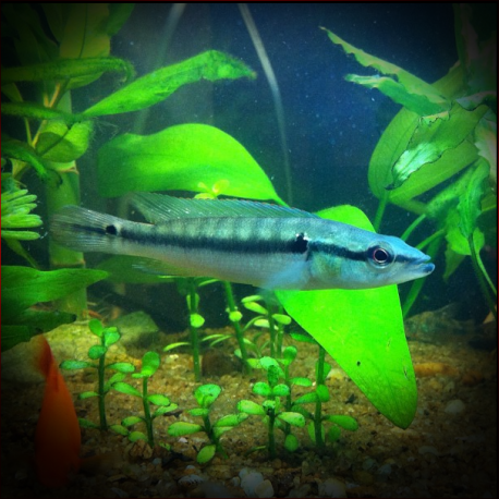 Crenicichla Albopunctata