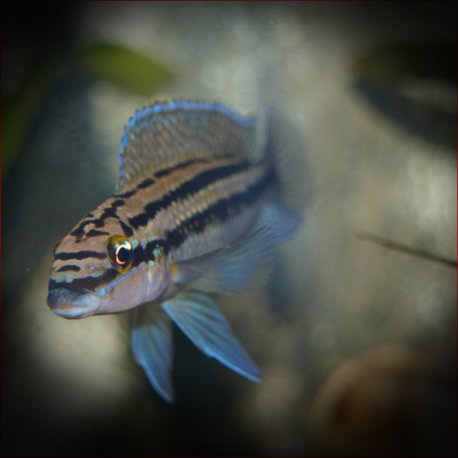 Julidochromis Dickfeldi