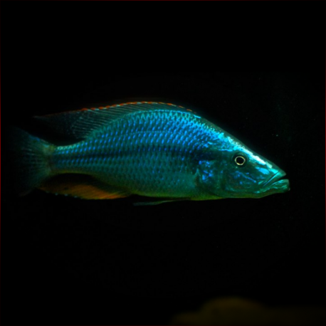 Dimidiochromis Compressiceps