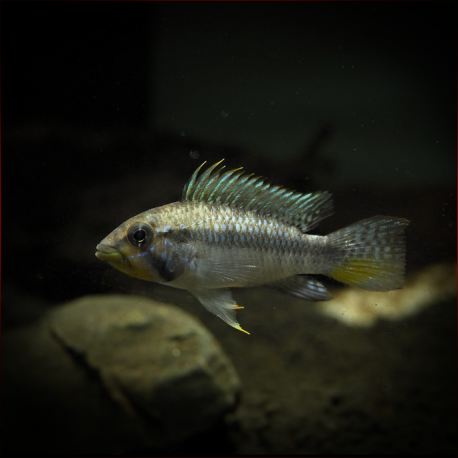 Apistogramma Barlowi