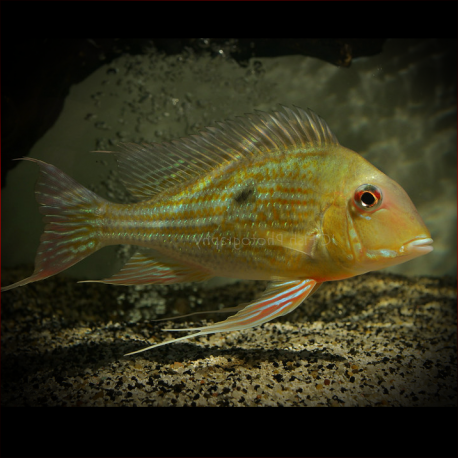 Geophagus Abalios