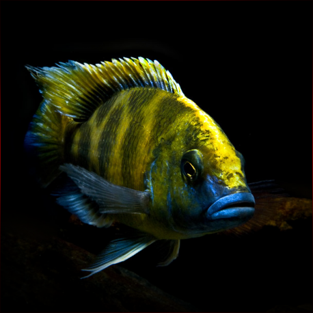 Nimbochromis Venustus