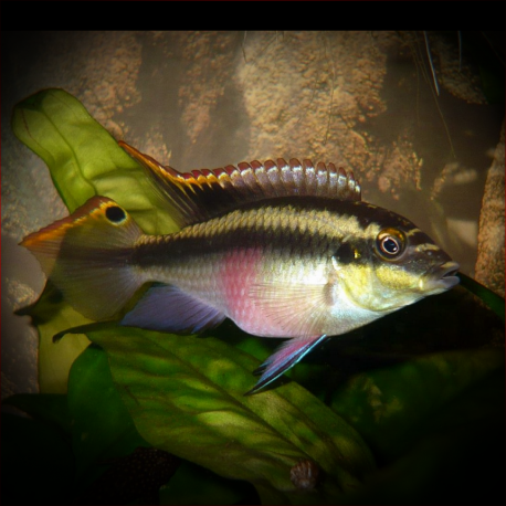 Pelvicachromis Pulcher