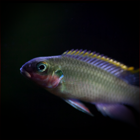 Pelvicachromis Taeniatus