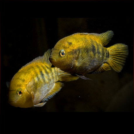 Herotilapia Multispinosa