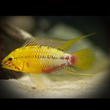 Apistogramma Hongsloi