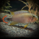 Apistogramma Panduro