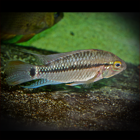 Apistogramma Eunotus