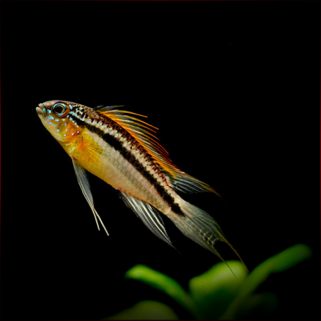 Apistogramma Bitaeniata