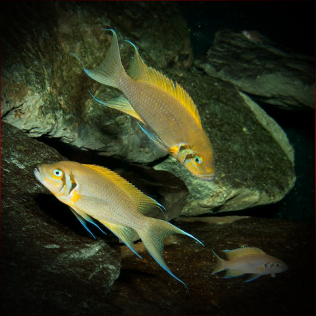 Neolamprologus Pulcher