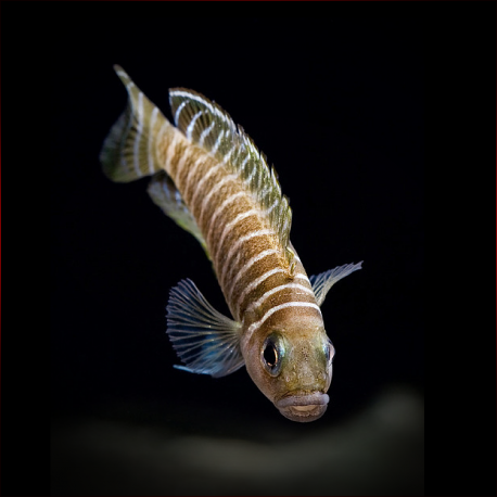 Neolamprologus Similis