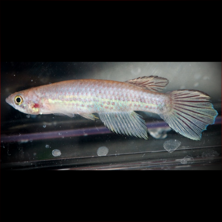 Epiplatys Mesogramma