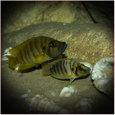 Altolamprologus Compressiceps