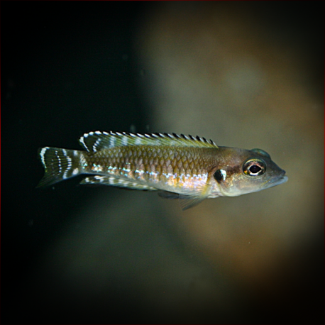 Lamprologus Speciosus