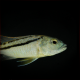 Aristochromis Christyi