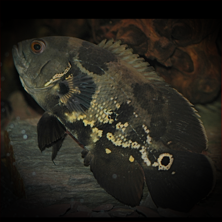 Astronotus Ocellatus