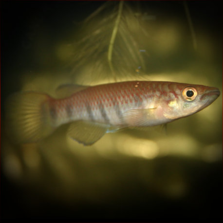 Epiplatys Fasciolatus