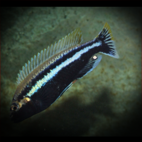 Melanochromis Auratus