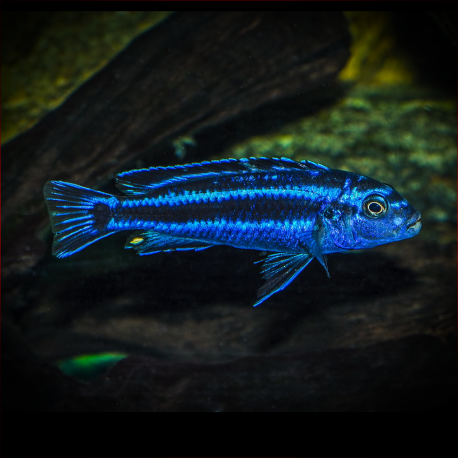 Melanochromis Cyaneorhabdos