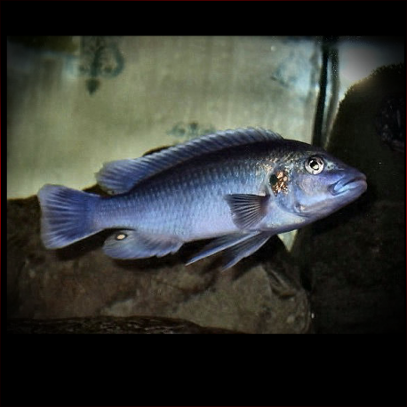 Melanochromis Lepidiadaptes