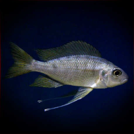 Ophthalmotilapia Nasuta