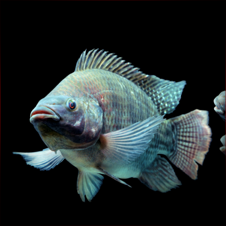 Oreochromis Mossambicus