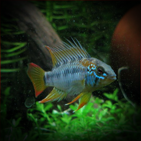 Apistogramma Macmasteri