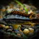 Apistogramma Cacatuoides