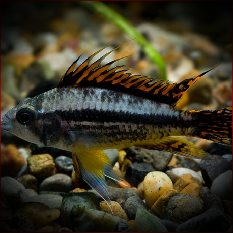 Apistogramma Cacatuoides