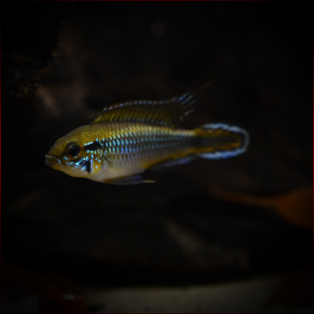 Apistogramma Agassizii