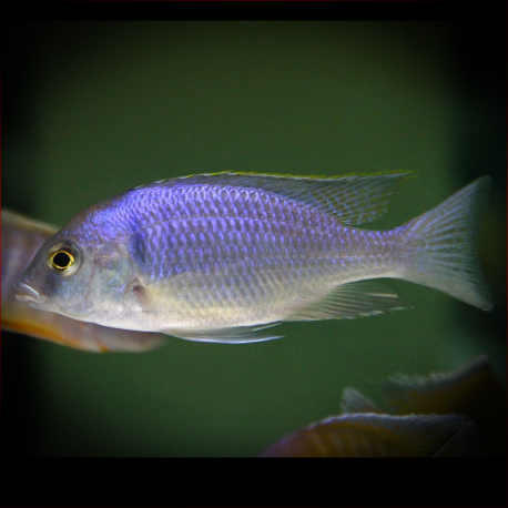 Placidochromis Electra