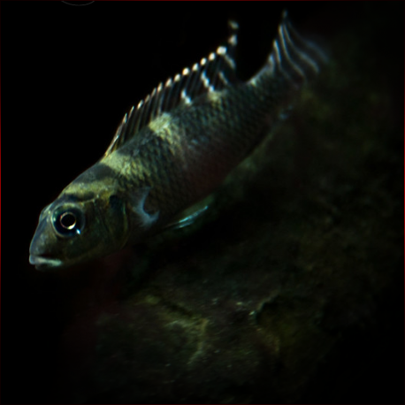 Nanochromis Transvestitus