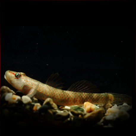 Rhinogobius Maculafasciatus