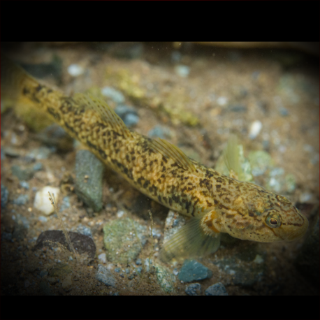 Rhinogobius Flumineus