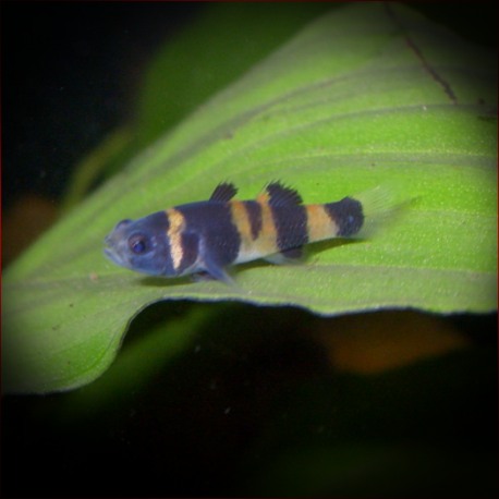 Brachygobius Kabiliensis